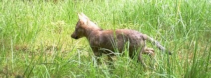 Vlčata v Kokořínsku Foto: AOPK