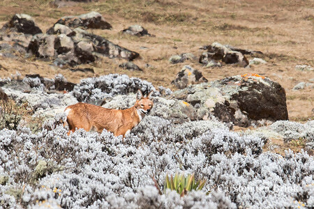 Vlček etiopský je podle Born Free nejohroženějším masožravcem v Africe a nejneobvyklejší psovitou šelmou. Na světě jich žije méně než 500.