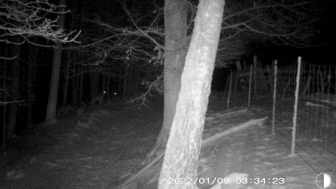 V minulém týdnu ukázala fotopast několik šelem u zapůjčeného ohradníku, vlci ho ale nepřekonali a ovce zůstaly v bezpečí.