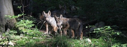 Vlčata Foto: Ústav ekologie lesa LDF MENDELU
