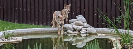 Vlci z nelegálního chovu našli dočasný domov v záchranném centru CITES v ZOO Tábor Foto: Michaela Hodková ZOO Tábor