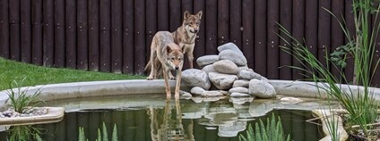 Vlci z nelegálního chovu našli dočasný domov v záchranném centru CITES v ZOO Tábor Foto: Michaela Hodková ZOO Tábor