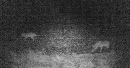 Místo, kde se vlci v Dánsku usadili, zoologové tají, aby je uchránili před případnými lovci.