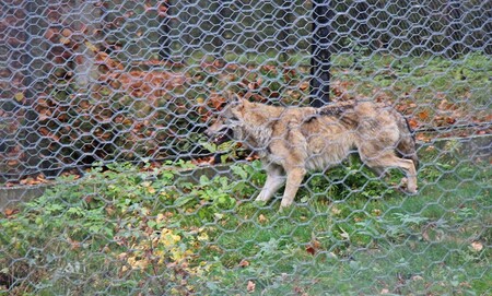Jednu z vypuštěných vlčic se podařilo chytit. Podle veterináře zhubla, ale jinak je v pořádku.