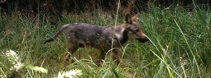 Ilustrační foto: CHKO Kokořínsko