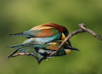 Mnozí návštěvníci přírody mají při setkání s vlhou pestrou dojem, že právě uletěla z klece chovatele exotického ptactva