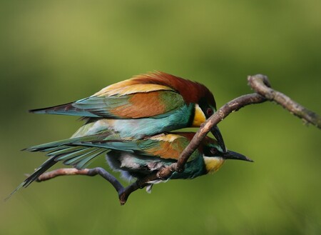 V Jihočeském kraji začal hojně hnízdit ohrožený druh vlhy pestré (na obrázku). Pestře zbarvený pták velikosti kosa hledá zázemí především v opuštěných pískovnách. Jde hlavně o lokality na Českobudějovicku a Jindřichohradecku.