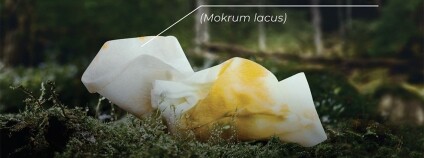 Foto: Není zvěř jako zvěř