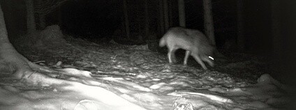 Foto: Petr Scheib / Šelmy.cz