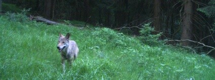 foto: Správa Krkonošského národního parku (KRNAP)