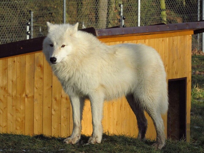 Vlk v táborské zoo.