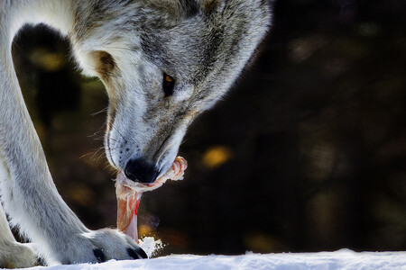 Licence k odstřelu se tu vydávají léta, ale dosud se nikdy nejednalo o počet, který by zásadním způsobem znemožnil existenci celé zdejší populace.