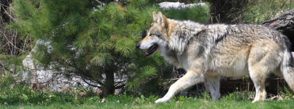 Změna se týká vlků ve státech Montana, Idaho, Utah, Washington a Oregon. Foto: Crypto Wolf / Flickr.com