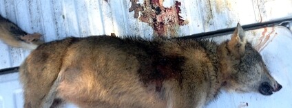 Foto: U.S. Fish and Wildlife Service Southeast Region / Flickr