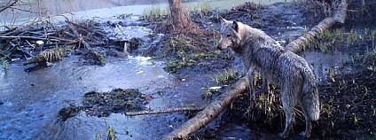 Foto: Sergey Gashchak/Chernobyl Centre