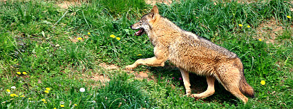 Vlk iberský (Canis Lupus Signatus). Foto: chausinho/Flickr