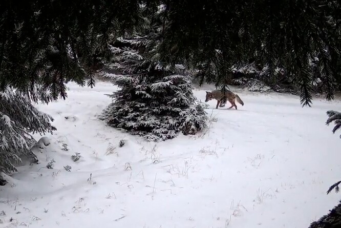 Snímek z fotopasti, zachycující vlka s obojkem. Druhý den tím samým místem bude procházet smečka vlků.