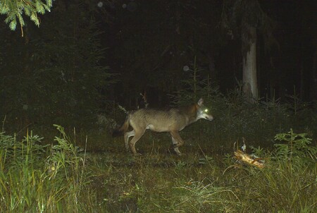 Vlci na Šumavě jsou.