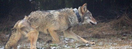 Foto: Martin Duľa / Mendelova univerzita