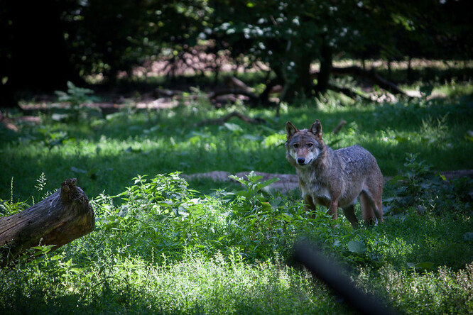 Vlk v zooparku Thoiry ve Francii.