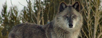 Vlk Foto: Dennis Matheson Flickr