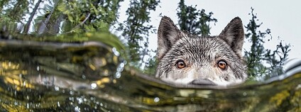 Foto: Ian McAllister / Pacific Wild