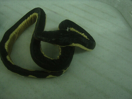 Vodnáři jsou známí svým neurotoxickým jedem a tradičně obsazují nejvyšší posty žebříčků nejjedovatějších živočichů světa. Na usmrcení člověka stačí dávka 0,067 miligramů na kilogram tělesné hmotnosti. A had je schopen jedním kousnutím vpravit do těla 1-4 miligramy. Ilustrační snímek.