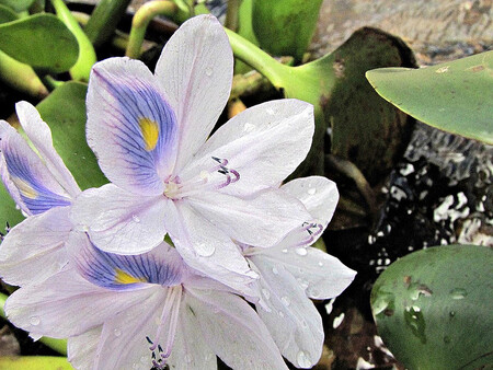 V květinové části vystavovatelé představují různé druhy hyacintů a hvězdníků z produkce Správy Pražského hradu. Návštěvníci se také mohou potěšit barevností a vůní narcisů a krokusů.