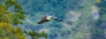 Volavka císařská Foto: ZOO a zámek Zlín - Lešná / Facebook