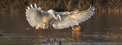 Volavka bílá. Foto: Luboš Vaněk ČSOP