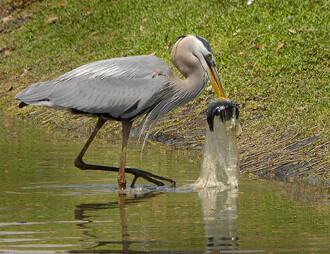 Na ilustračním snímku z Floridy je volavka velká, která právě ulovila rybu zamotanou do plastové tašky.
