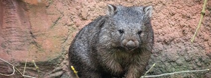Vombat Foto: Zoo Praha