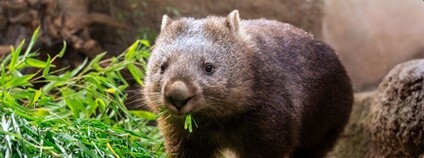 Samice vombata obecného Winkleigh Foto: Oliver Le Que Zoo Praha