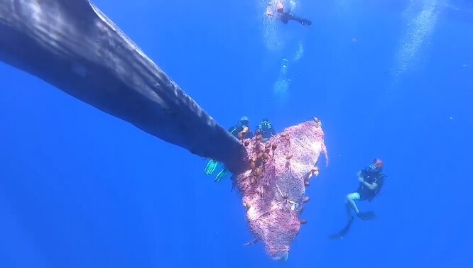 "Velryba je obzvlášť neklidná, je to nebezpečná operace," uvedl biolog Carmelo Isgro.