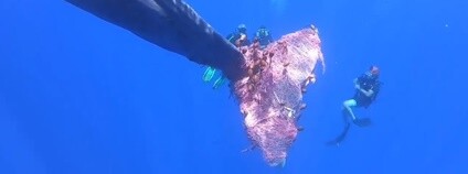 Vorvaň uvízlý v rybářské síti Foto: Carmelo Isgrò / Facebook