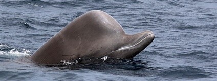 Vorvaňovec anarnak Foto: Deepdivewhales Wikipedia