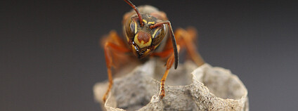 Foto: Image © Science/AAAS