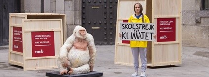 Gorilí albín a Greta Thunbergová v muzeu voskových figurín v Barceloně Foto: Museu de Cera de Barcelona / Facebook