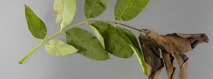Nekroza jasanu Foto: Food and Environment Research Agency Wikimedia Commons