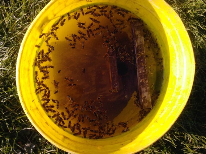 Nespočet vosích královen zimujících v ptačí budce spolu s několika mouchami (24. 11.).