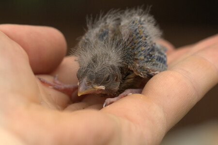 Petici za zachování dalšího provozu záchranné stanice v Jaroměři podepsalo během jednoho jediného dne více než 4500 lidí. Na pohotovostní telefon volá s prosbou o odbornou radu nebo přímou pomoc zhruba 3000 lidí ročně.