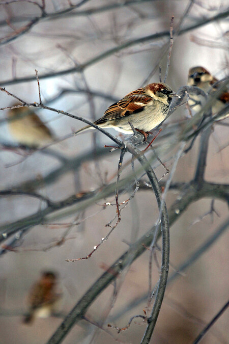 Vrabci vyrůstající v hnízdě s výrazným zvukovým pozadím jsou v průměru o čtvrtinu lehčí, tvrdí vědci