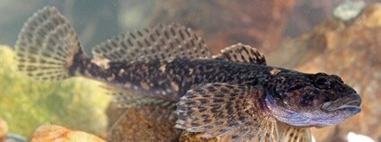 Vranka obecná Foto: Jiří Neudert AOPK ČR