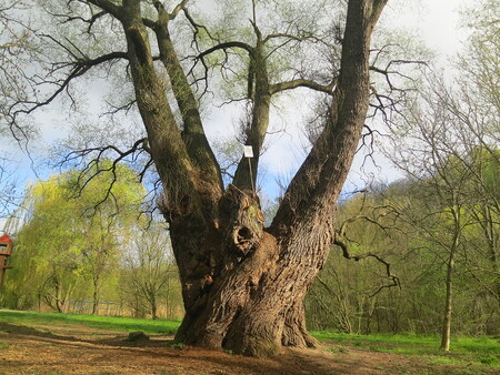 Zapomenutá suchdolská vrba. Roste v blízkosti rozcestí zelené a modré turistické značky a její okolí je jedním z nemnoha míst v Praze, kde ještě hnízdí ledňáček.