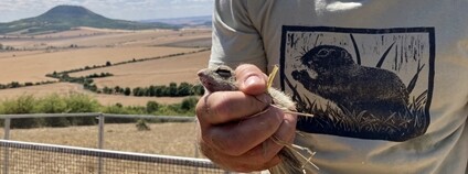 Čtyřicet vzácných syslů bylo vypuštěno na Odolickém vrchu v Českém středohoří Foto: Lenka Čolobentičová AOPK