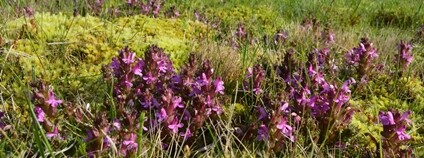 Tisíce růžových kvítků všivce v národní přírodní památce Na požárech Foto: Markéta Kašparová Agentura ochrany přírody a krajiny ČR - Regionální pracoviště Správa CHKO Český les