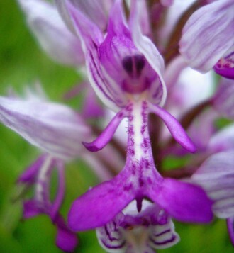 Vstavač vojenský, odměna pro dobrovolníky