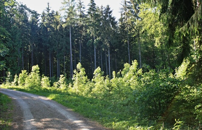 Kanice, lesní porost.