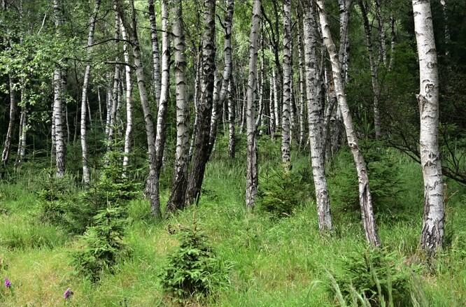 Náhradní porost břízy podsázený smrkem, Krušné hory.
