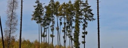 Skupina modřínů na kalamitní holině zarůstající břízou. Foto: Jan Řezáč VÚLHM